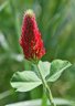 Crimson Clover - Photo by Doug Kimball
